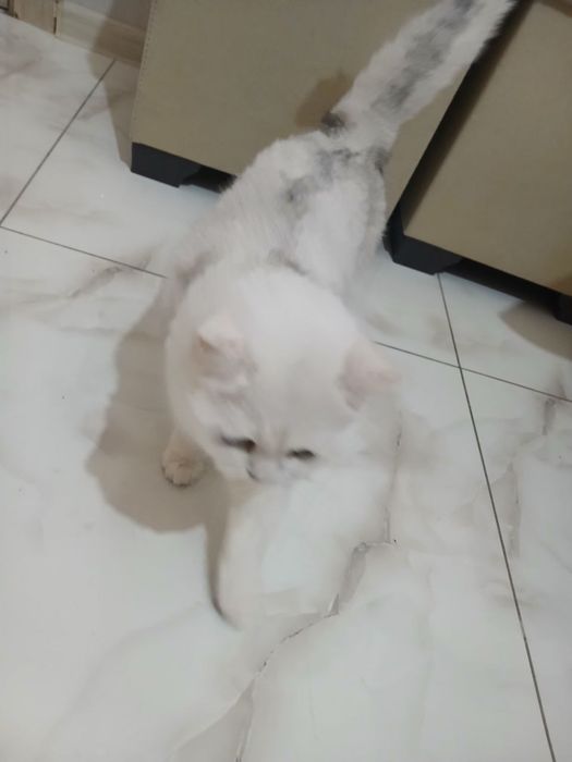 Parodniy Mushuk bolasi 2ta