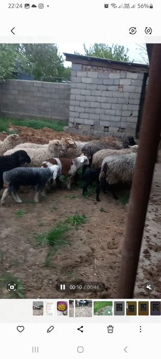 Срочно сатылады 7 бас