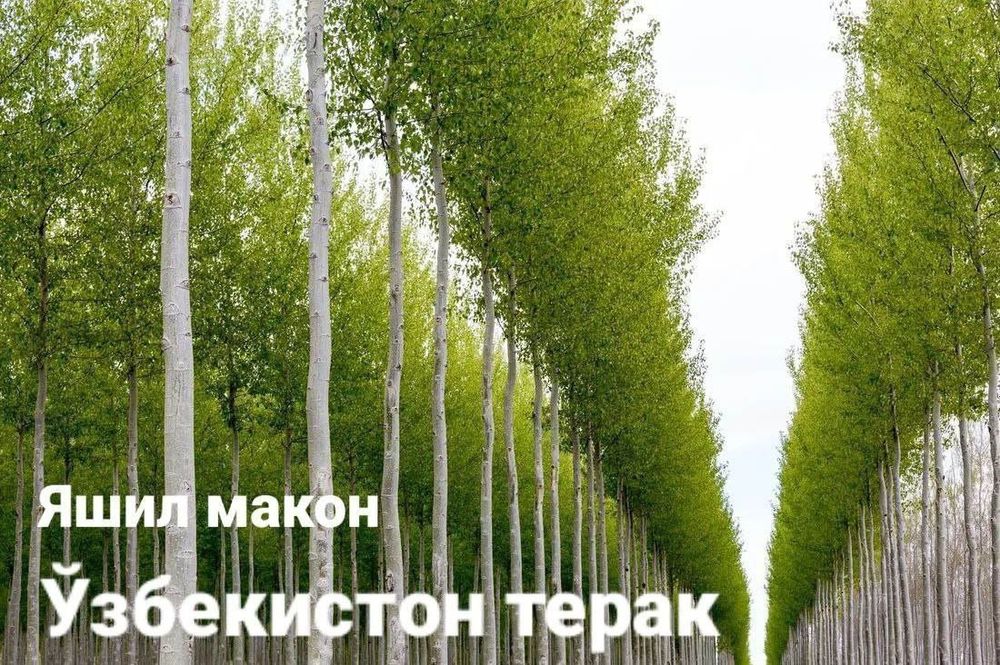 Теракт кочатлар сотувда