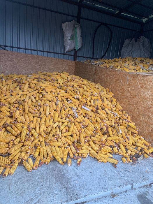 Porumb productie 2025