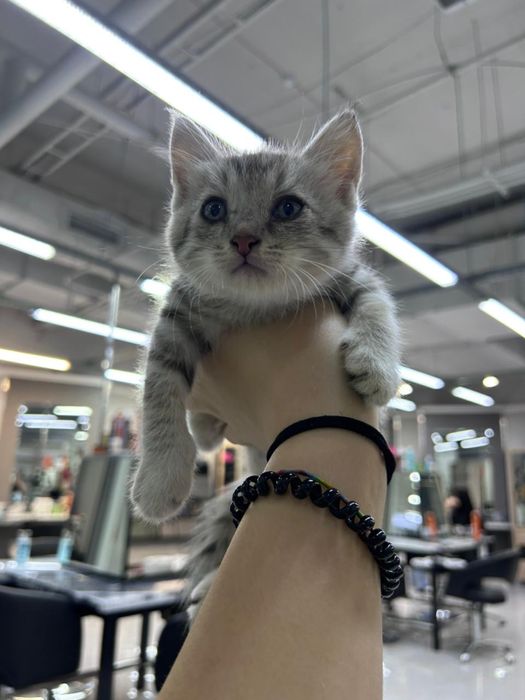 Отдаются котята бесплатно