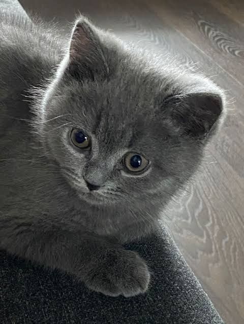 Британские котята