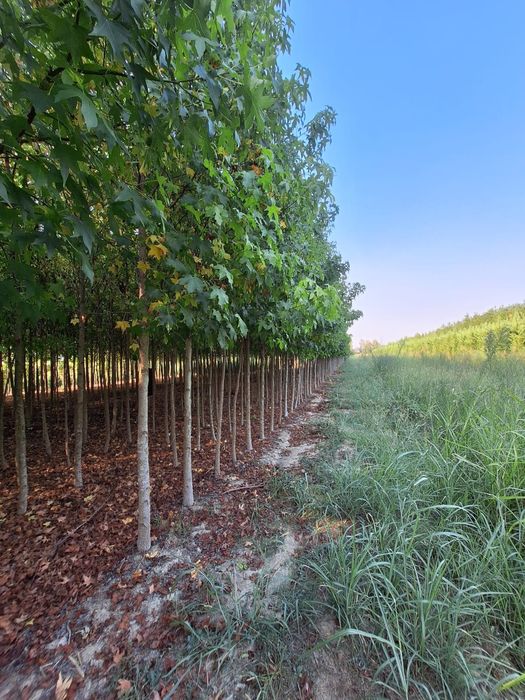 Liquidambar, stejar roșu 3 ,4m