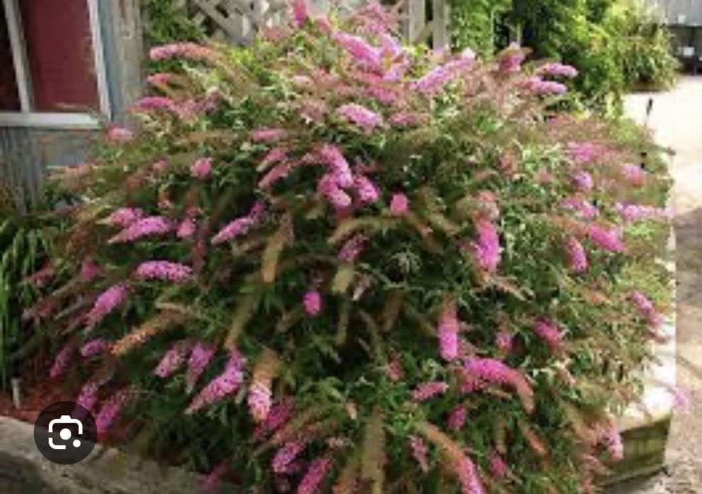 Буддлея Давида