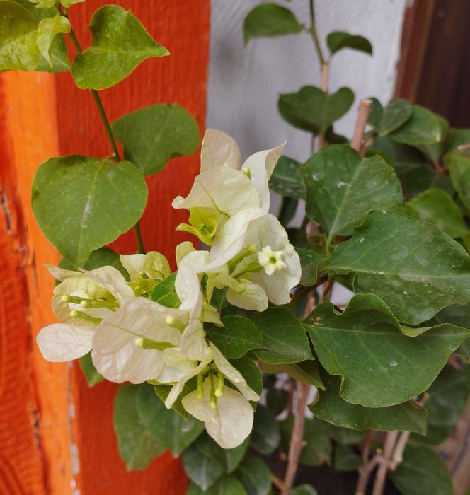 Бугенвиллия два куста в горшке