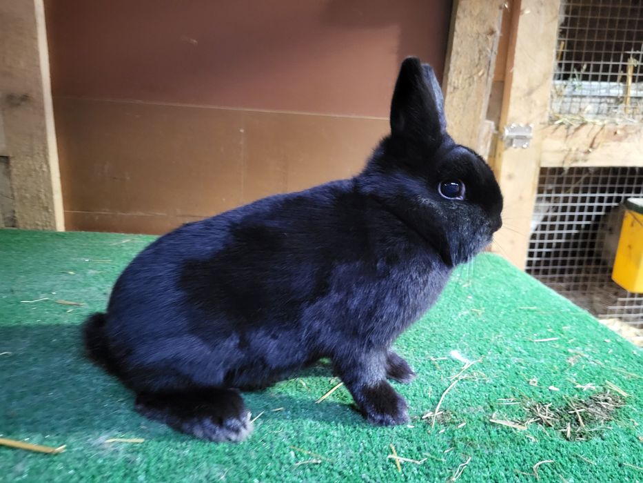 Iepurași pitici de companie