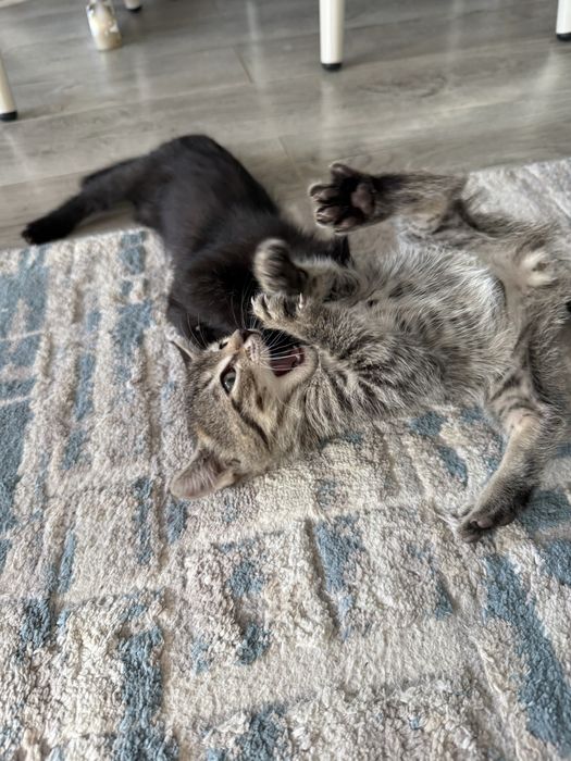 Отдам бесплатно