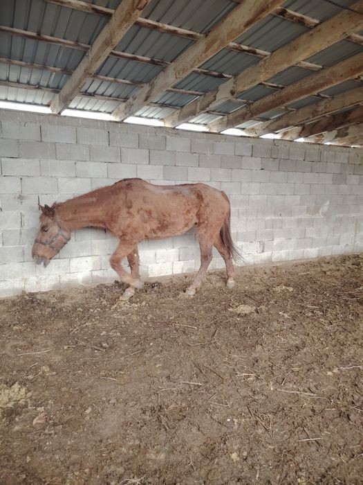 Кобыла бие байтал лошади