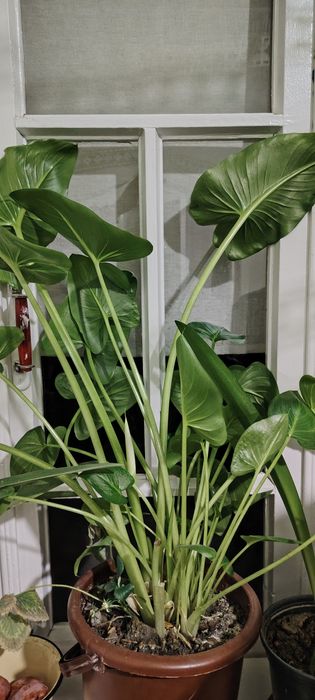 Gullar sotiladi xonaki gullar