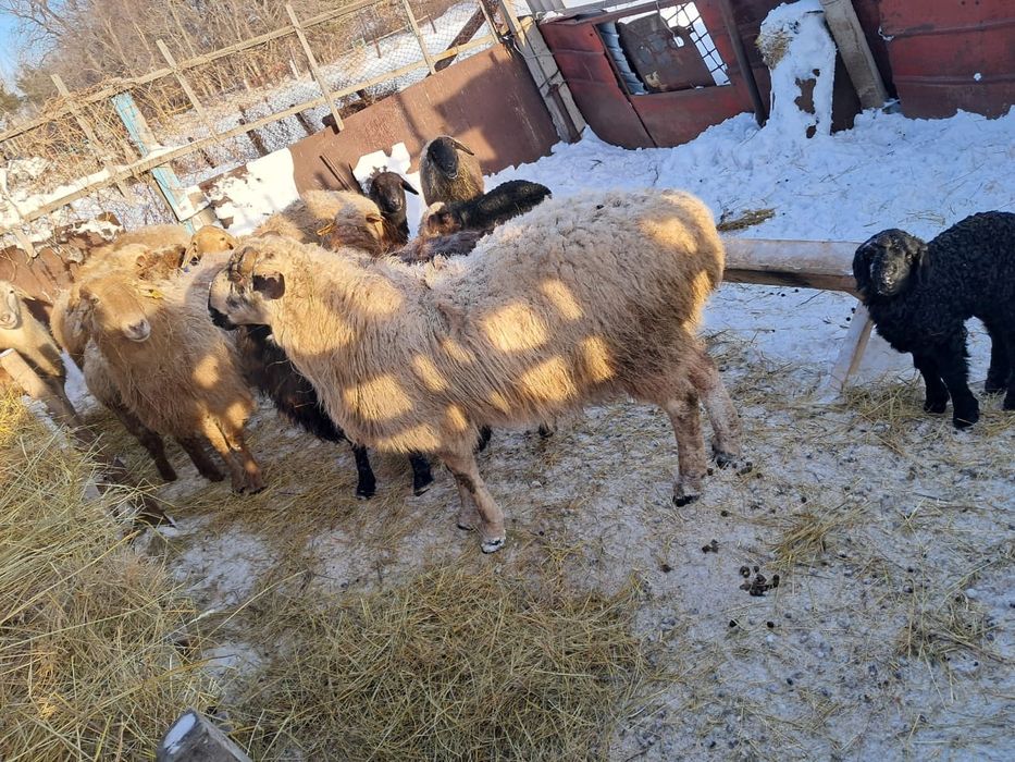 Продам кошкара на племя