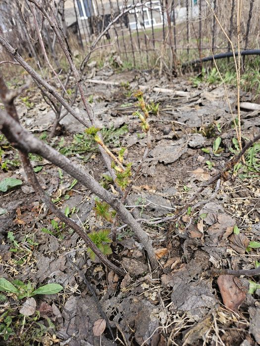 Продаются саженцы