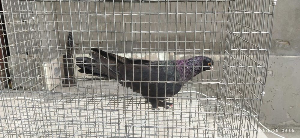 Голубь Такла гибрид Самец Ярый