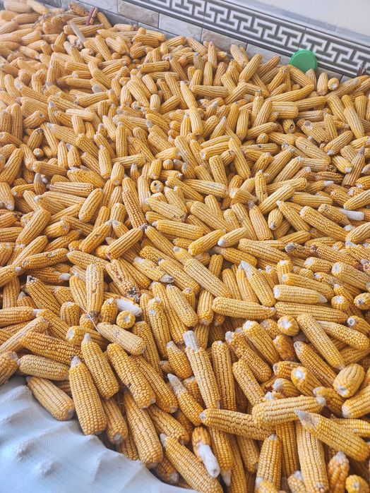 Кузги макка сотилади