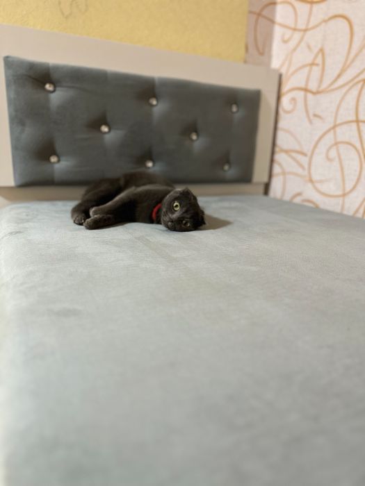 Ищем кота для вязки