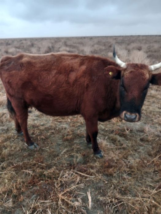 ұрғашы сиыр