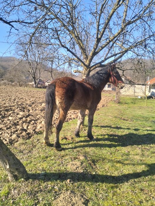 Mânz armăsar de vânzare