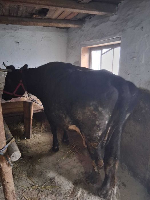 Cal de vanzare semigreu