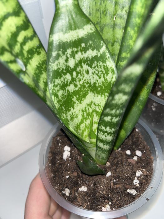 Цветы комнатные. Сансевиерия