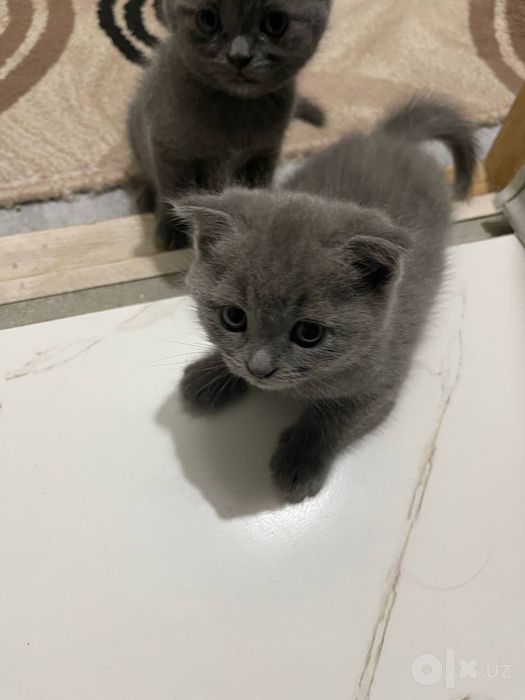 Продаются котята