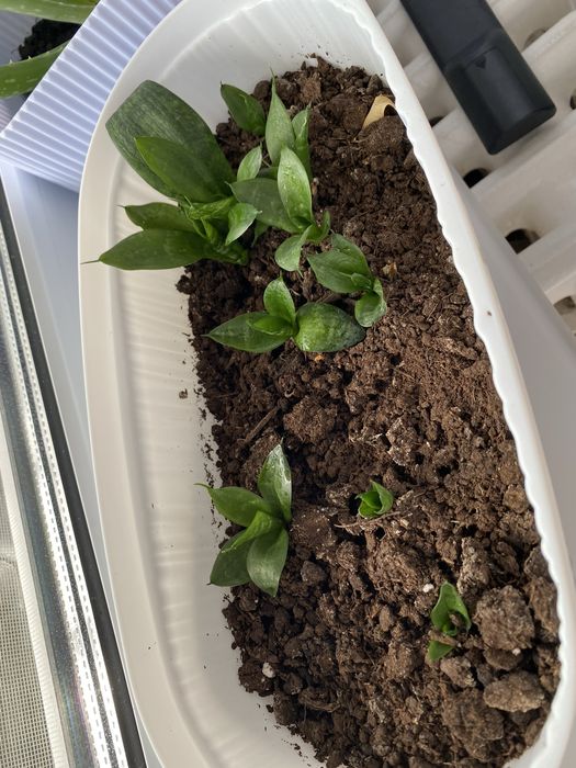 Комнатные цветы по 3000 тг