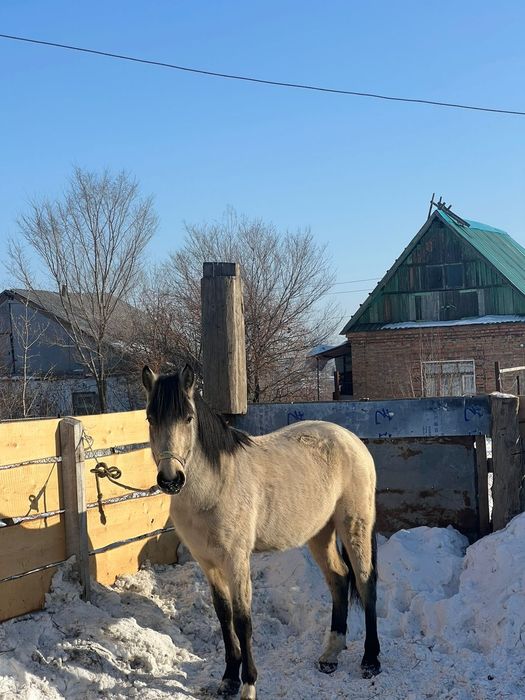 Құнан сатылады. 2 жаста