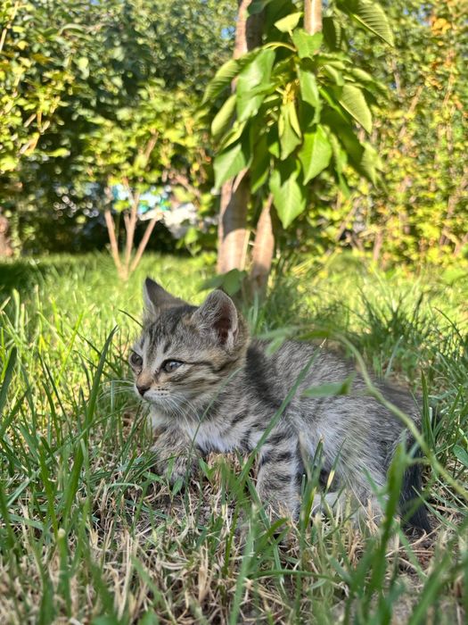 Котята ищут новый дом