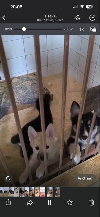 Щенята ищут дом.