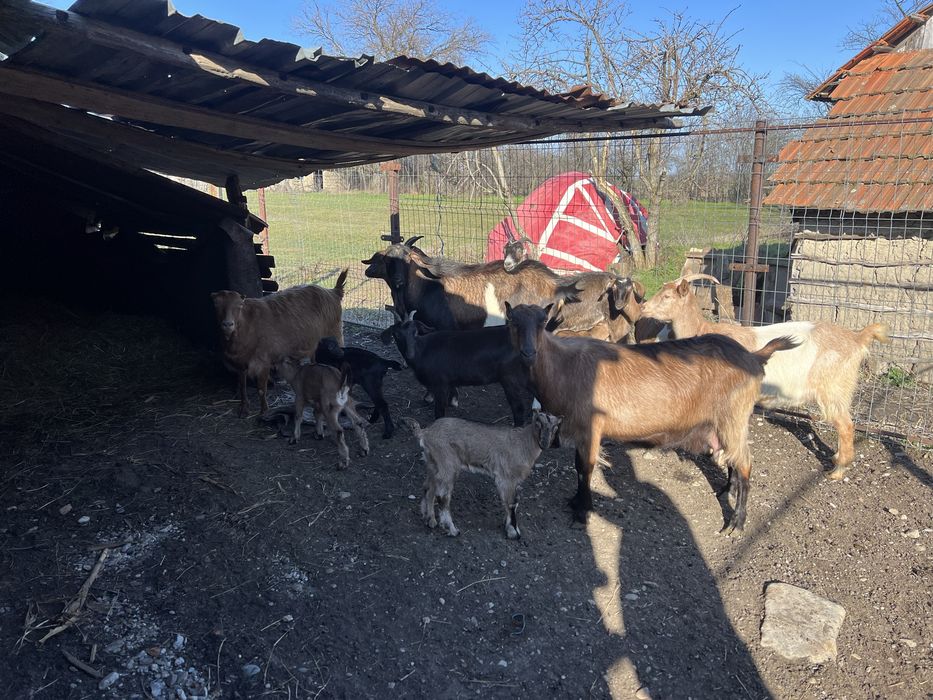 Capre cu lapte, tap si iezi pentru paste