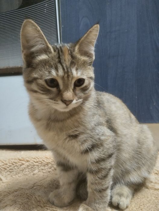 Кошечка 4 месяца в подарок