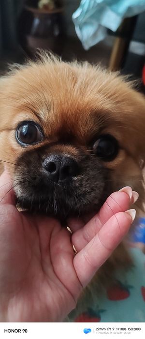 Нужен кобель для вязки