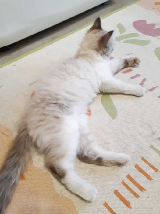 Красивый котёнок