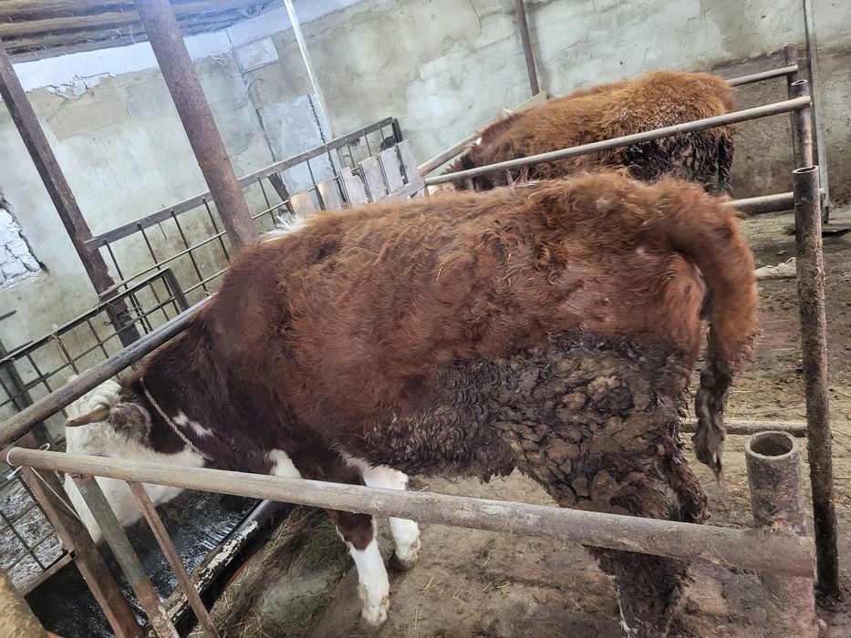 Продам молодую корову