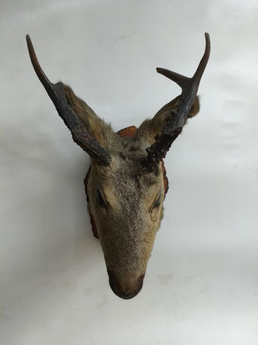 Рога, чучело птиц и животных.