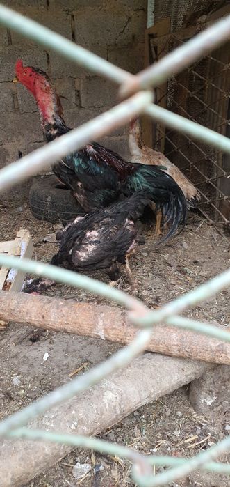 Хороз сотилади 5.5 кг тахминан , туллэ зоти яхши йири тик тожи кота на