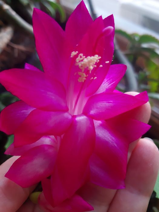 Продам амариллисы, декабристы