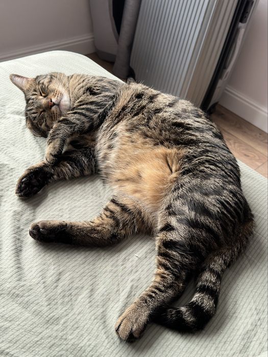 Кот домашний Симба 5 лет