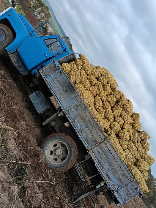 Продавам едър картоф Сорая. Цена на едро 30 цента