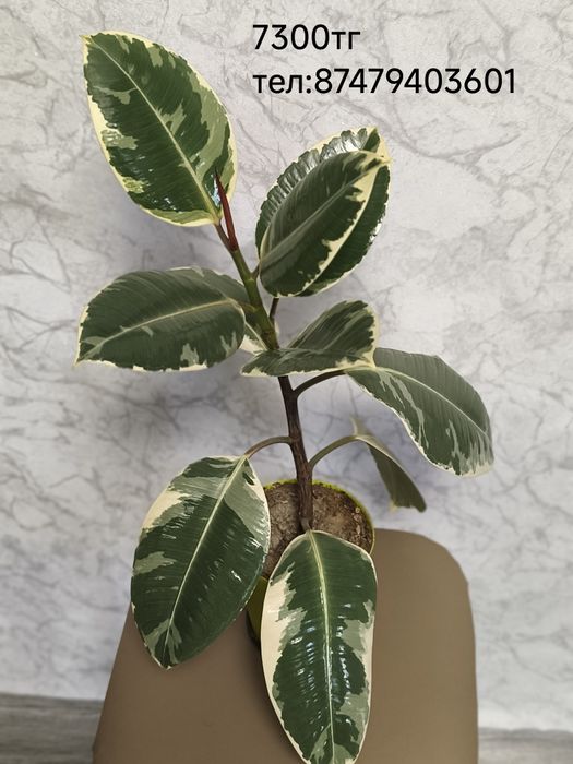 Комнатные цветы,