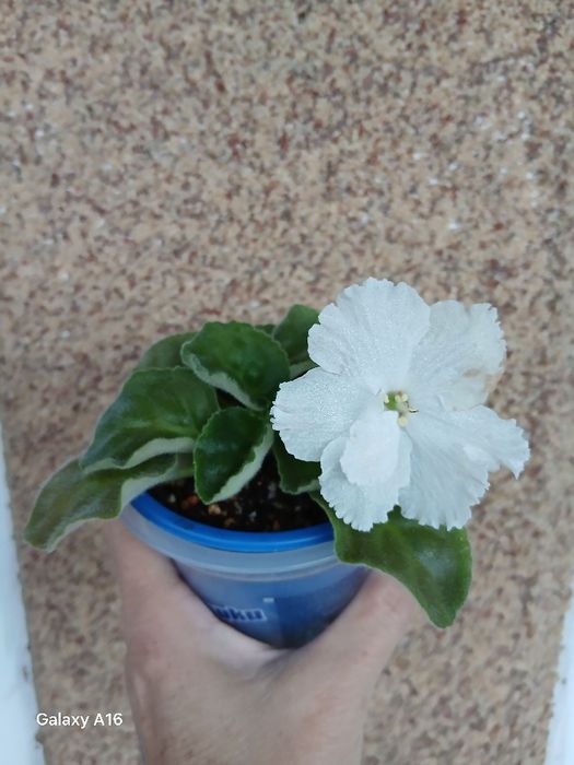 Продам детки сортовых фиалок