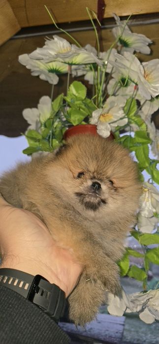 Померанчета на 2 месеца. БЕЗПЛАТНА ДОСТАВК!