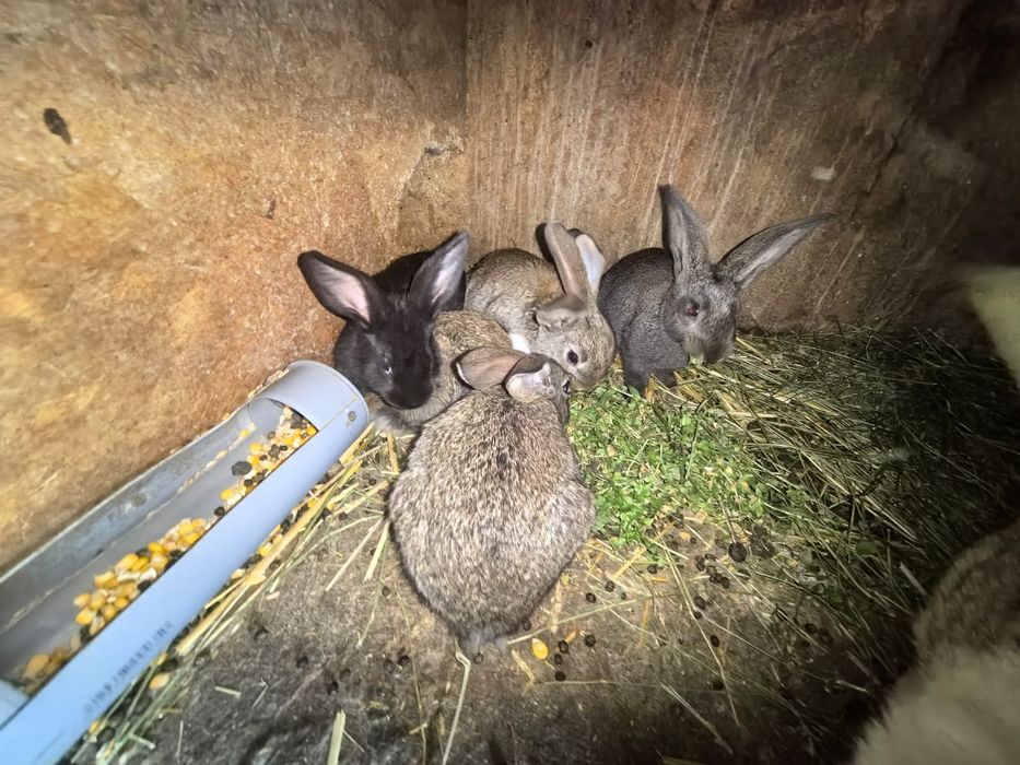 Cadou de Paște alb sau gri