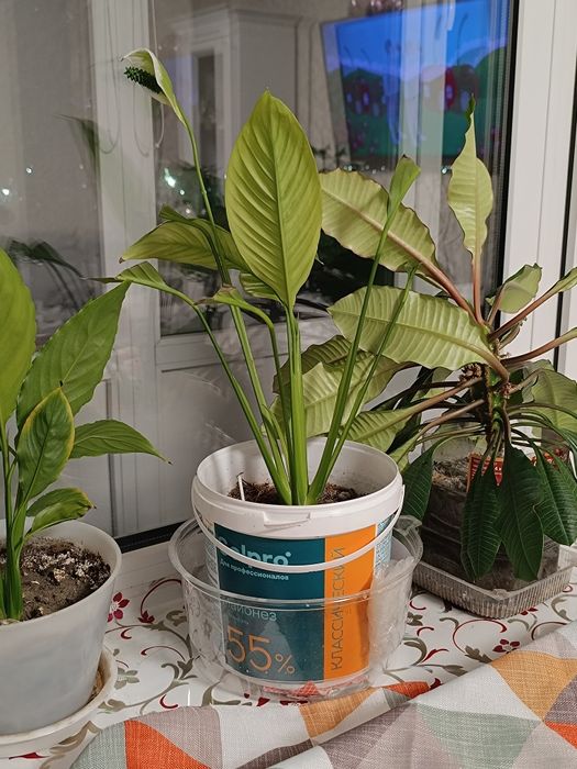 Продам комнатные растения