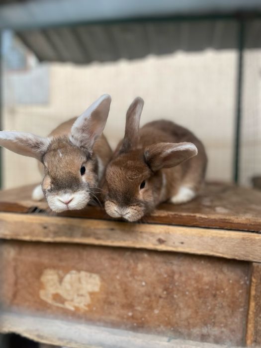 Карликовые кролики