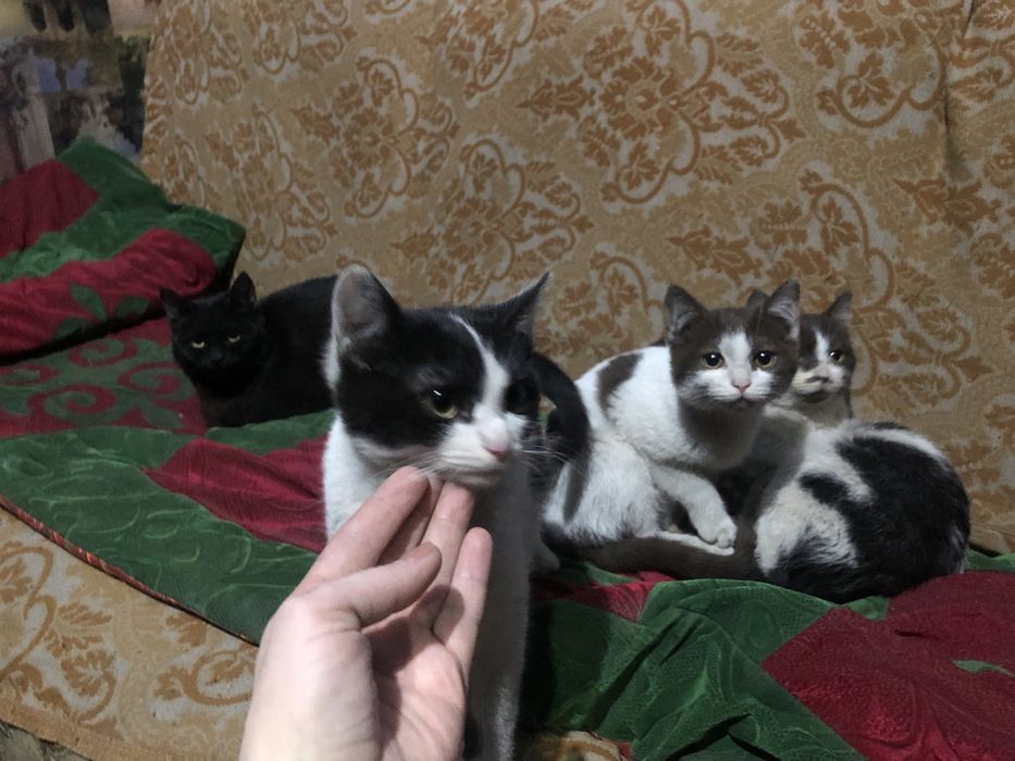 Отдам прекрасных котят центр