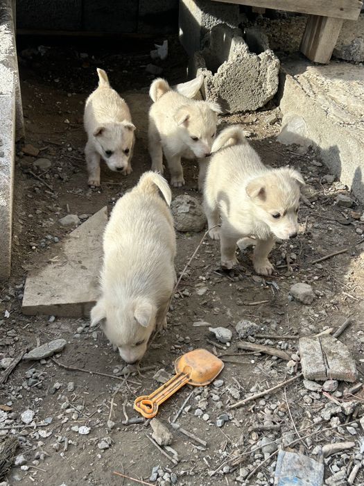 Лайка сатылады рабочий