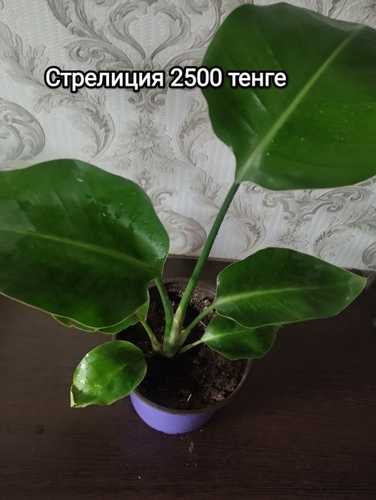 Комнатные растения