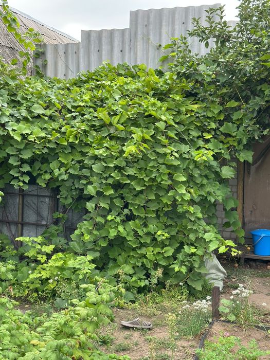 Продам дачу сад здоровье.