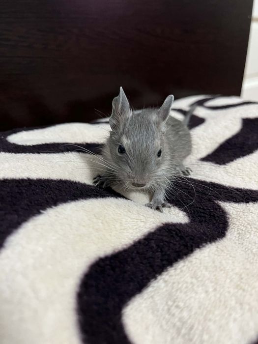 Pui veverita Degu Blue si Agouti