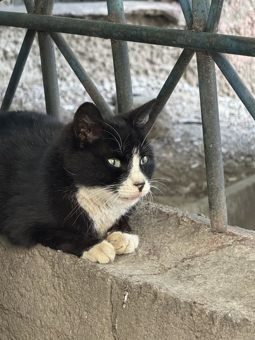 Котик ищет семью