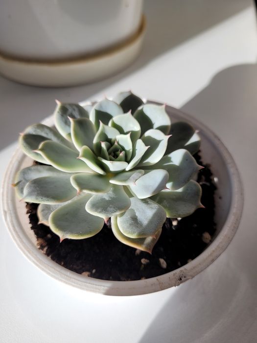 С у к к у л е н т ы.